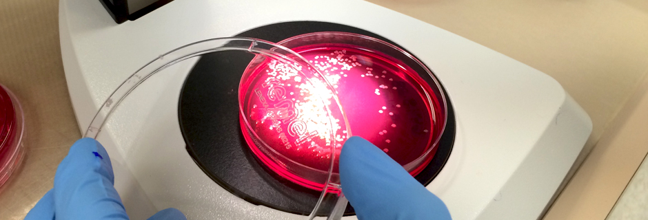 Microbiology Testing Labs